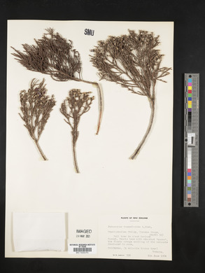 Podocarpus dacrydioides image