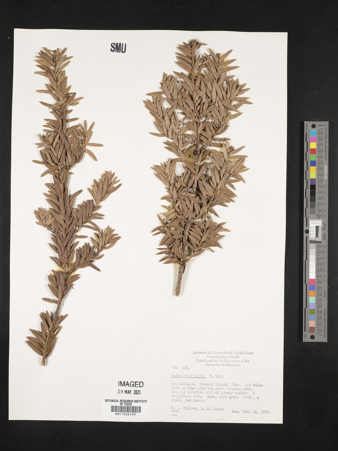 Podocarpus totara image