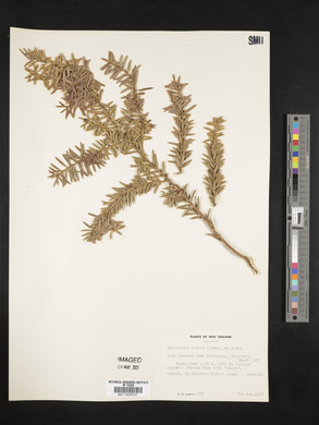 Podocarpus totara image