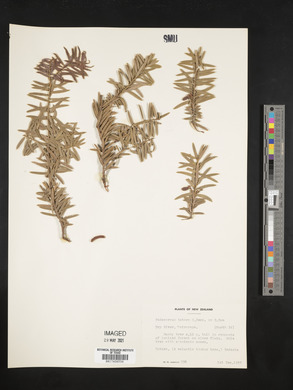 Podocarpus totara image