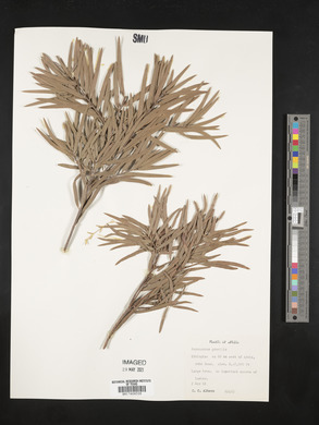 Podocarpus gracilior image