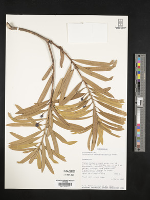 Podocarpus madagascariensis image