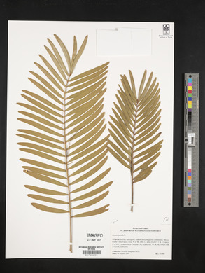 Zamia pumila image