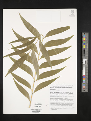 Bowenia spectabilis image