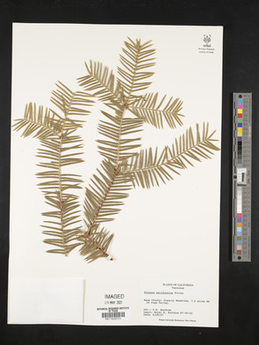 Torreya californica image