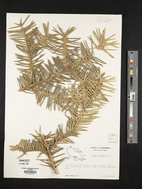 Torreya californica image