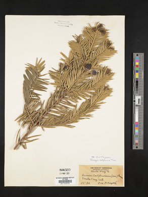 Torreya californica image