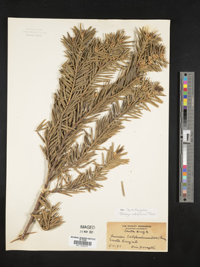 Torreya californica image