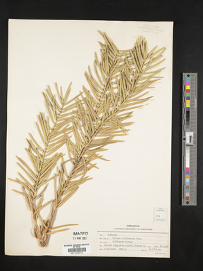 Torreya californica image