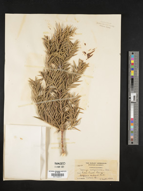 Torreya californica image