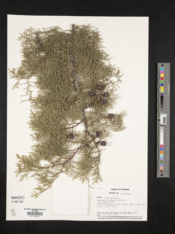 Cupressus lusitanica image