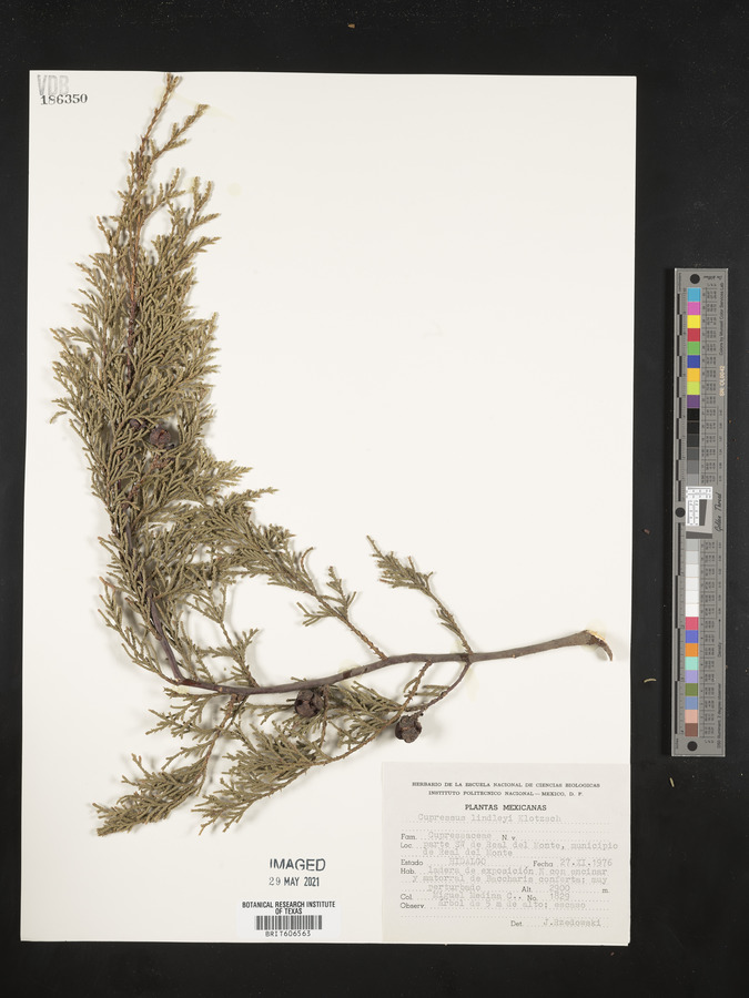 Cupressus lindleyi image