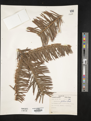 Cephalotaxus fortunei image