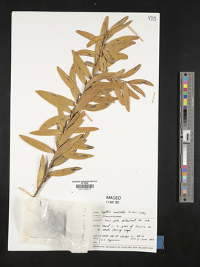 Agathis australis image