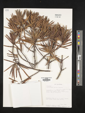 Austrotaxus spicata image