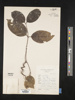 Gnetum edule image