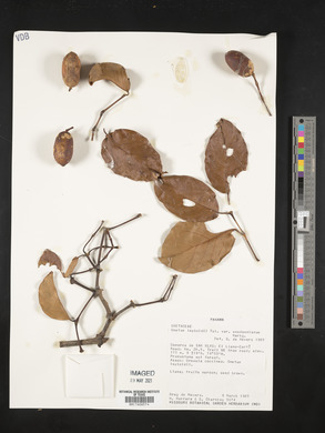 Gnetum leyboldii image