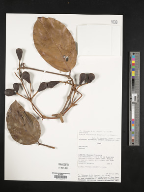 Gnetum nodiflorum image