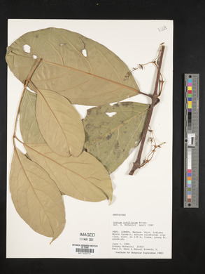 Gnetum nodiflorum image