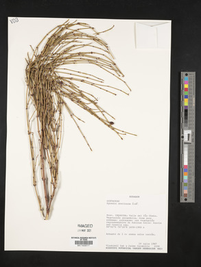 Ephedra americana image
