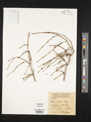 Ephedra andina image