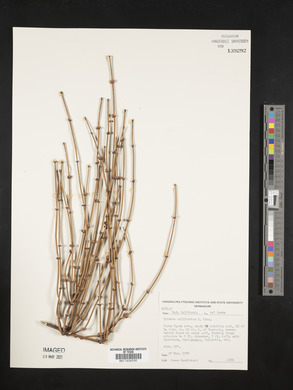 Ephedra californica image