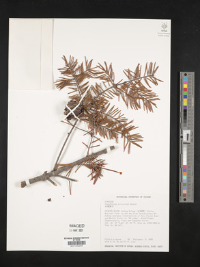 Pseudotsuga sinensis image