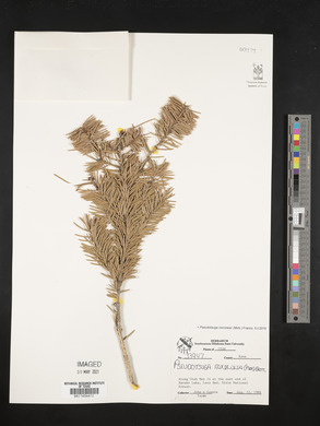 Pseudotsuga menziesii image