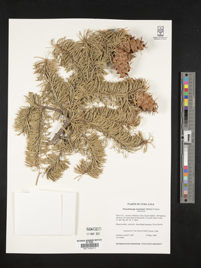 Pseudotsuga menziesii image