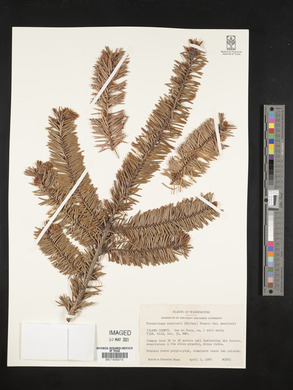 Pseudotsuga menziesii var. menziesii image