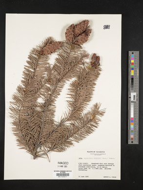 Pseudotsuga menziesii image