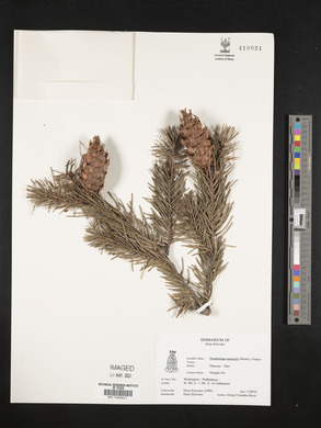 Pseudotsuga menziesii image
