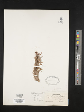Pseudotsuga menziesii image