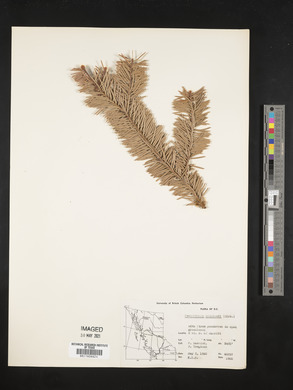 Pseudotsuga menziesii image