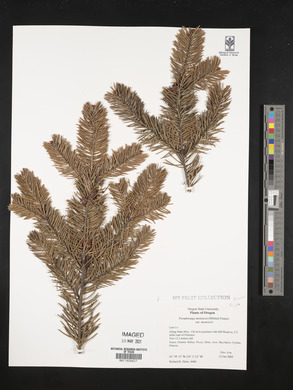 Pseudotsuga menziesii var. menziesii image