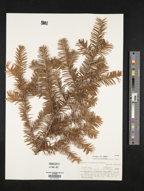 Taxus canadensis image