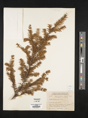 Taxus canadensis image