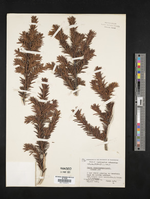 Taxus canadensis image