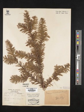 Taxus canadensis image