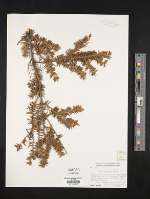 Taxus canadensis image