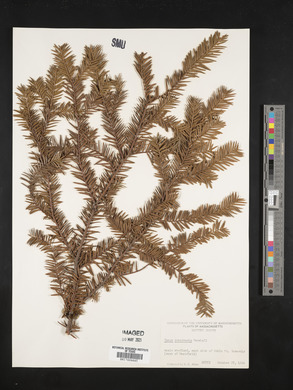 Taxus canadensis image