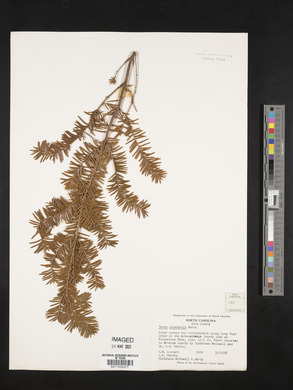 Taxus canadensis image