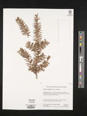 Taxus brevifolia image