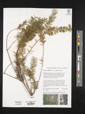 Taxus brevifolia image