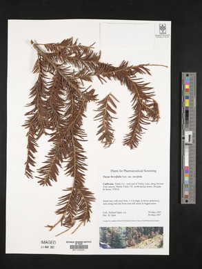 Taxus brevifolia image