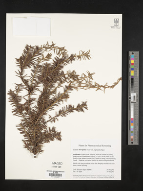 Taxus brevifolia image