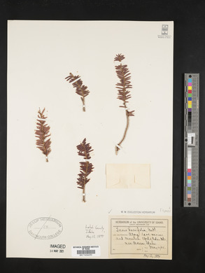 Image Associated With the Occurence