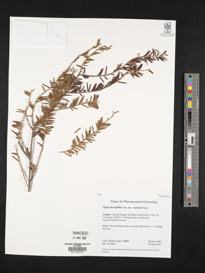 Taxus brevifolia image