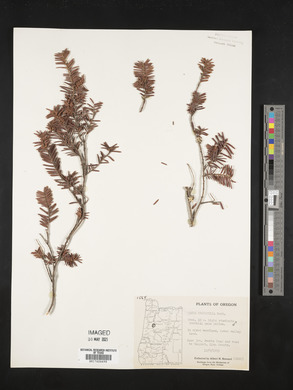 Image Associated With the Occurence