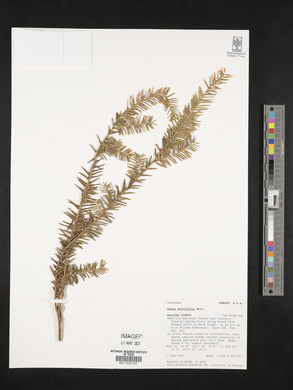 Image Associated With the Occurence